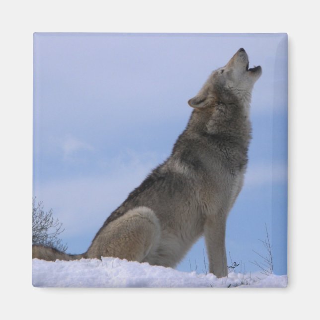 Howling Alaskan Timber Wolf Magnet (Front)