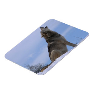 Howling Alaskan Timber Wolf Magnet