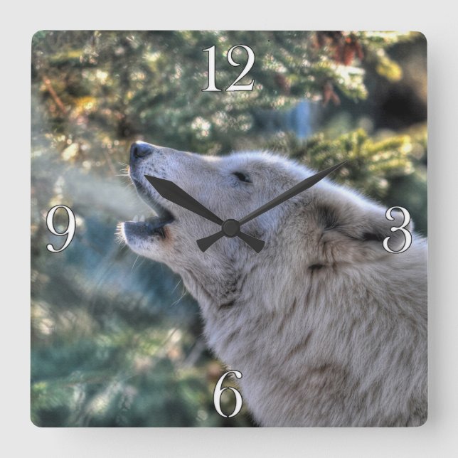 Howling Arctic Grey Wolf Portrait Square Wall Clock (Front)