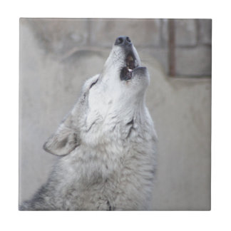 Howling Grey Wolf Ceramic Tile