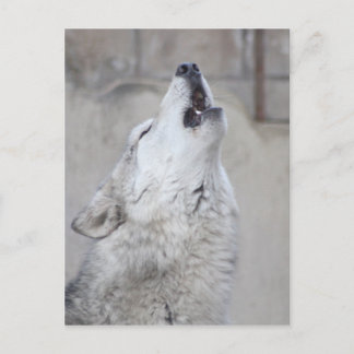 Howling Grey Wolf Postcard