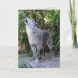 Howling Wolf Birthday Card