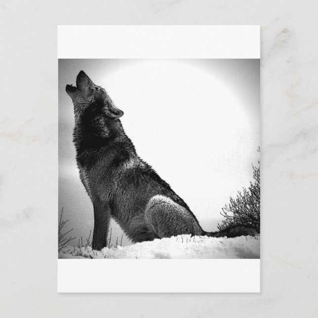 Howling Wolf in Snow Postcard (Front)