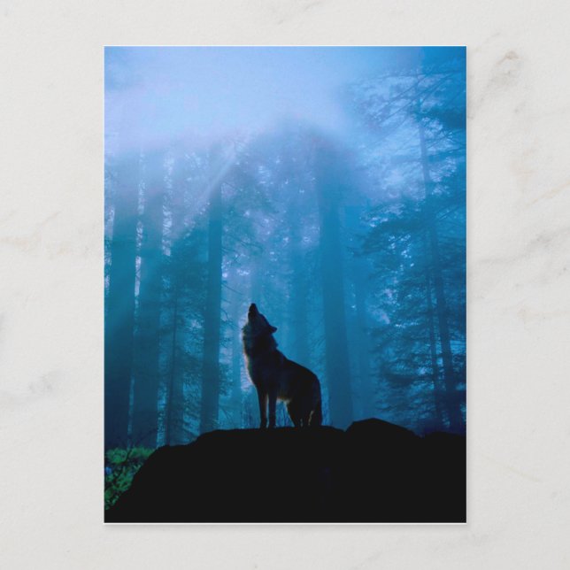 Howling Wolf in Wilderness Postcard (Front)