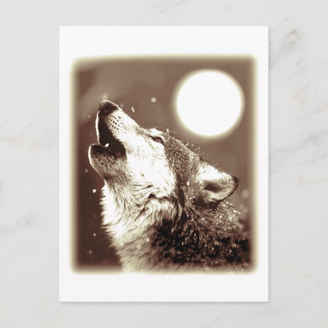 Howling Wolf Postcard (Front)