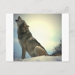 Howling Wolf Postcard
