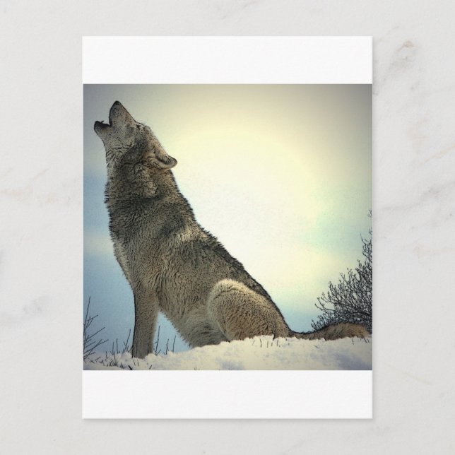 Howling Wolf Postcard (Front)