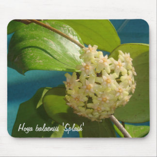 Hoya balaensis 'Splash' MousePad