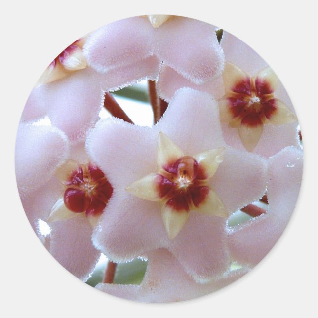 hoya carnosa flower classic round sticker (Front)