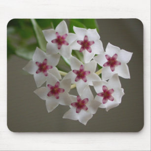 Hoya lanceolata ssp. bella mouse pad