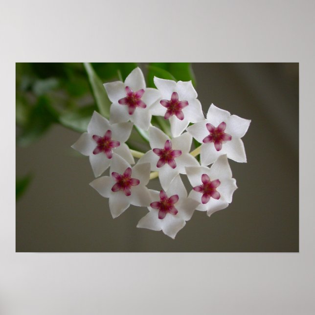 Hoya lanceolata ssp. bella poster (Front)
