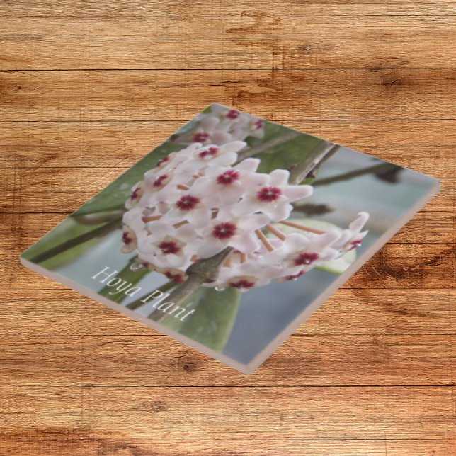 Hoya Plant Flowers Floral Ceramic Tile (In Situ)