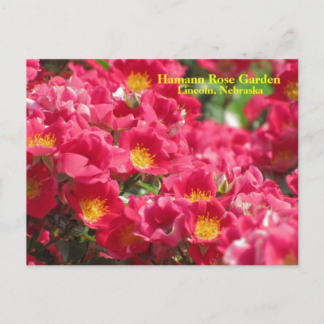 HRG Carefree Spirit Rose Postcard #315n  0315 (Front)