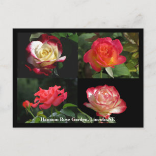 HRG Collage of roses Postcard #2Y 02