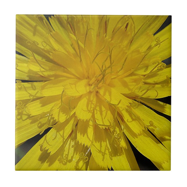 Hübsche Löwenzahnblüte Ceramic Tile (Front)