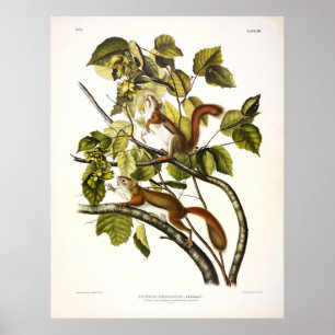 Hudson's Bay (Chickaree Red) Squirrel by Audubon Poster