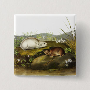Hudson's Bay (Ungava Collared) Lemming by Audubon 15 Cm Square Badge
