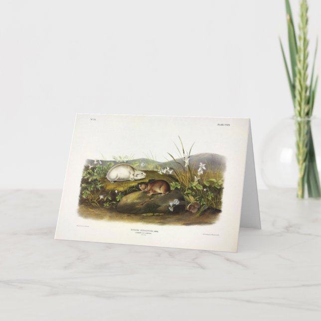 Hudson's Bay (Ungava Collared) Lemming by Audubon Card (Front)