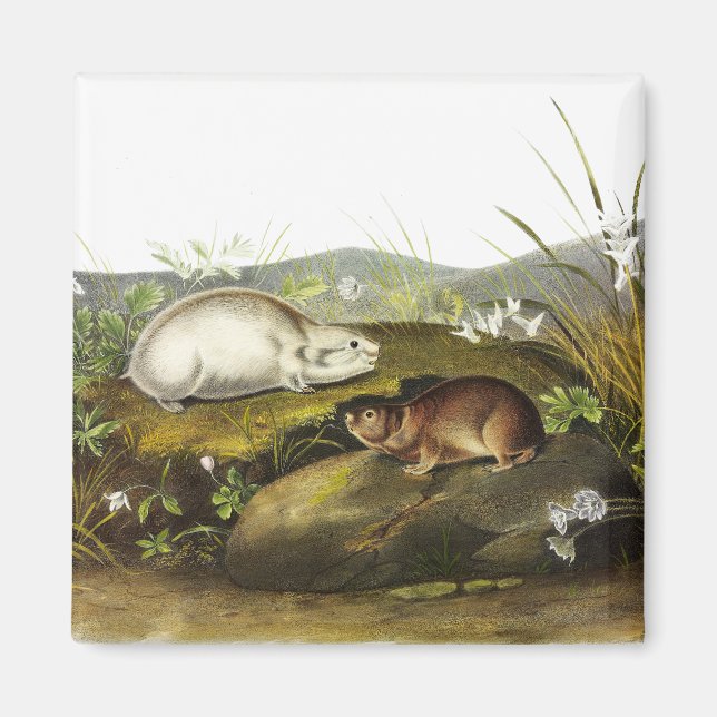 Hudson's Bay (Ungava Collared) Lemming by Audubon Magnet (Front)