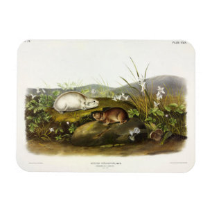 Hudson's Bay (Ungava Collared) Lemming by Audubon Magnet