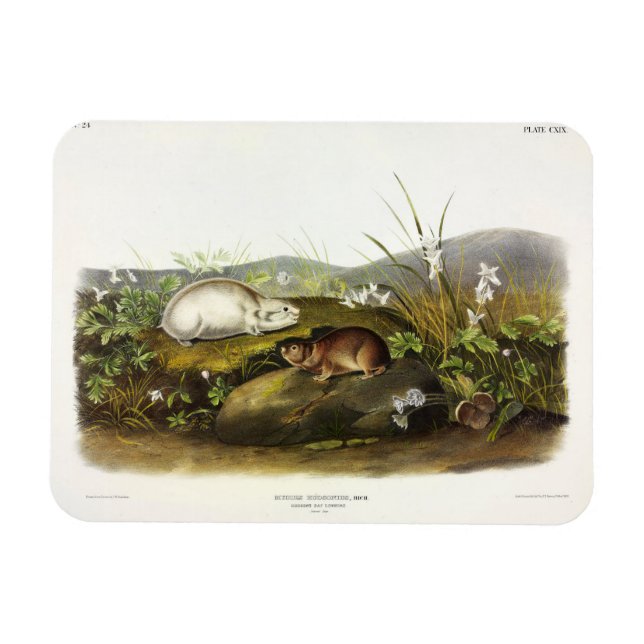 Hudson's Bay (Ungava Collared) Lemming by Audubon Magnet (Horizontal)