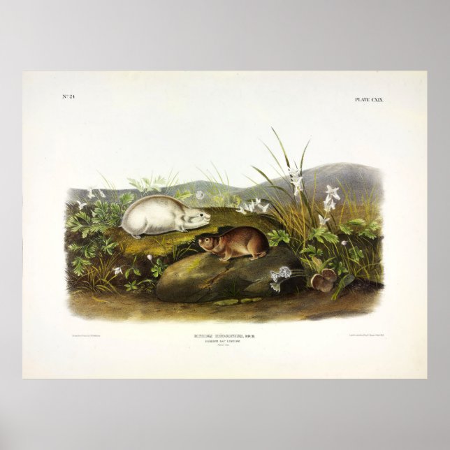 Hudson's Bay (Ungava Collared) Lemming by Audubon Poster (Front)