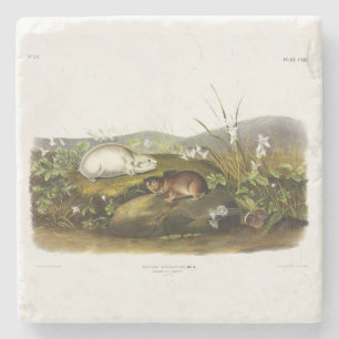 Hudson's Bay (Ungava Collared) Lemming by Audubon Stone Coaster