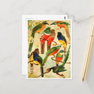 Hudú, Surucuás, Arirámbas from the virgin forest  Postcard