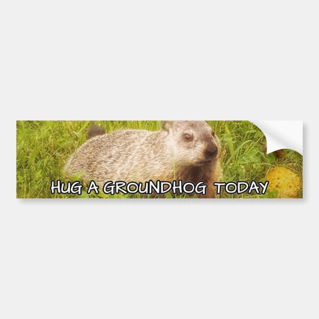 Hug a groundhog today bumper sticker (Front)