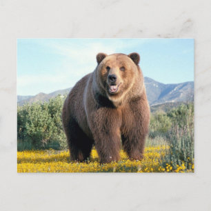Huge Brown Bear Postcard
