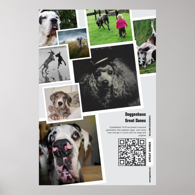Huge Great Dane Kennel Promotion  Poster (Front)
