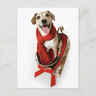 Huge happy smile on face of puppy dog sitting on postcard