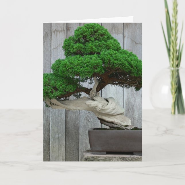Huge Juniper Bonsai Card (Front)