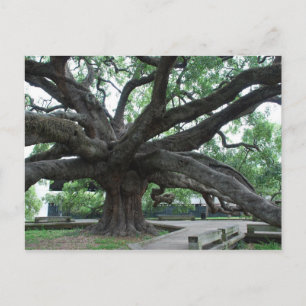HUGE Oak Tree Jacksonville Florida Postcard