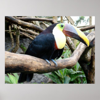 Huge Photo Of A Beautiful Toucan! Poster