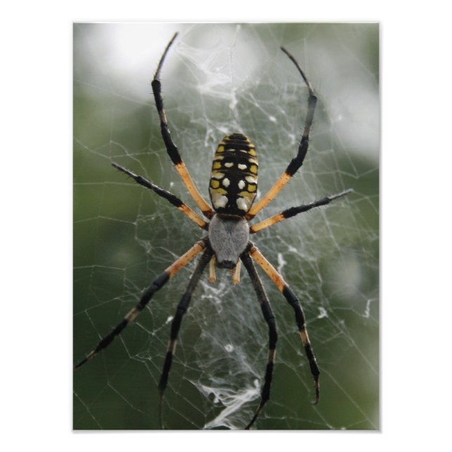 Huge Spider / Yellow & Black Argiope Photo Print (Front)