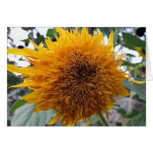 Huggable Sunflower