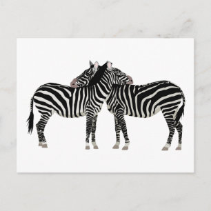 Hugging Zebras Postcard