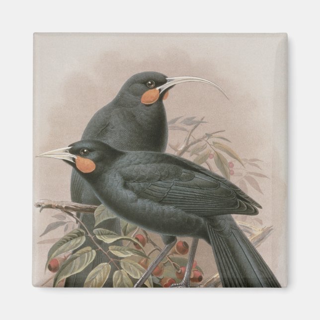 Huia Magnet (Front)
