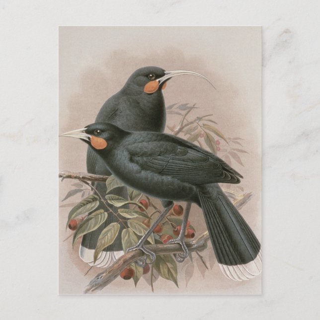 Huia Postcard (Front)