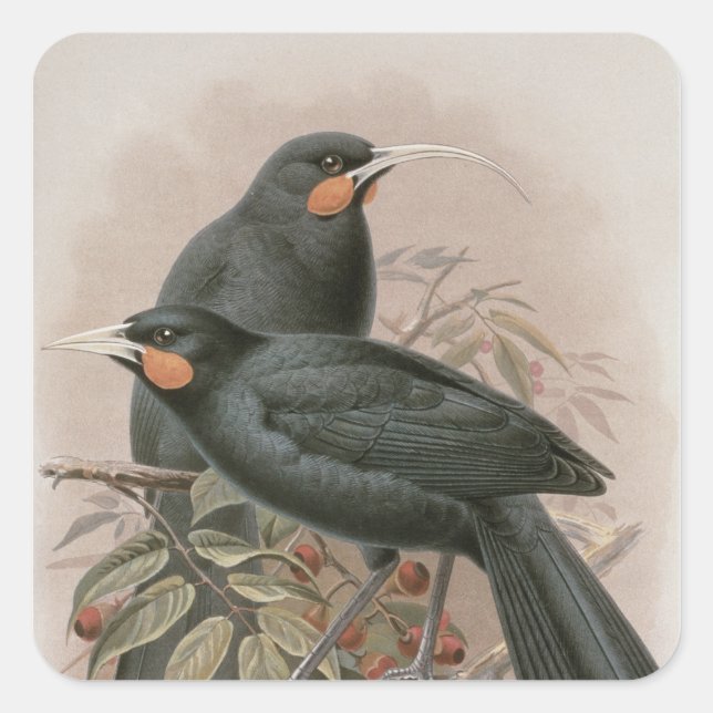Huia Square Sticker (Front)