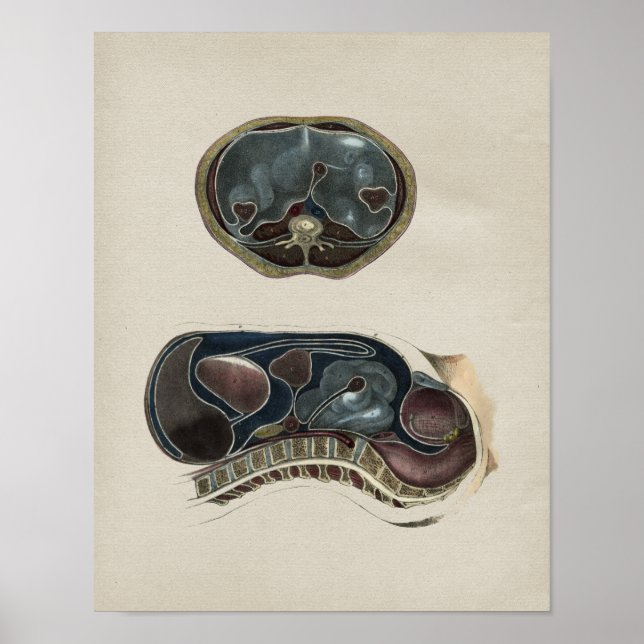 Human Abdominal Anatomy Vintage Print (Front)