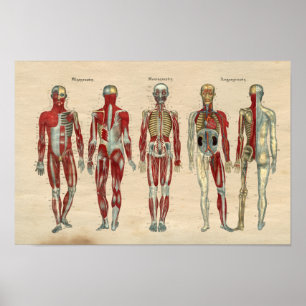 Human Anatomy 1841 Print Muscles Nerves
