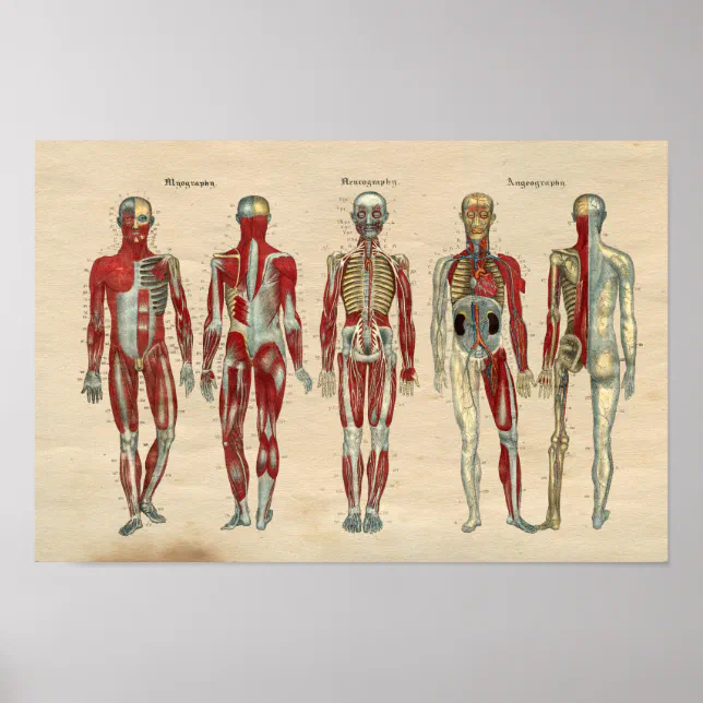 Human Anatomy 1841 Print Muscles Nerves | Zazzle