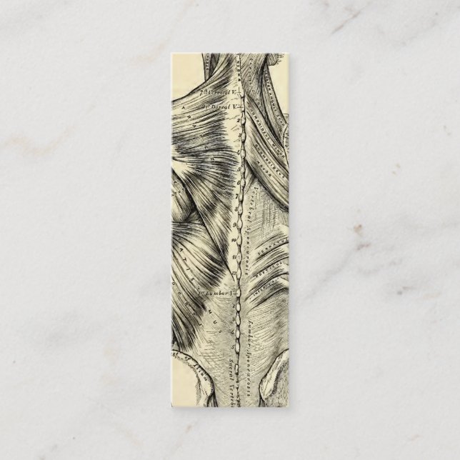 Human Anatomy Art Back Muscles (circa 1890) Mini Business Card (Front)