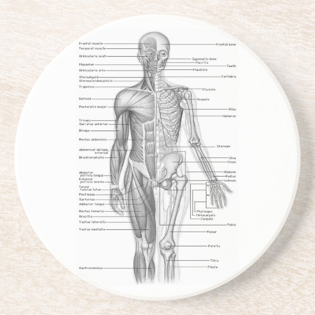 Human Anatomy Chart Coaster (Front)