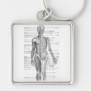 Human Anatomy Chart Key Ring