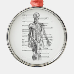Human Anatomy Chart Metal Tree Decoration