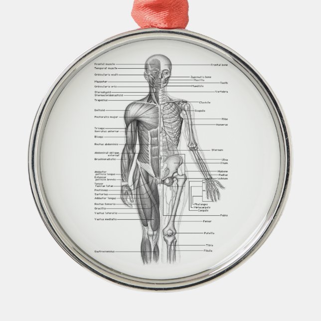 Human Anatomy Chart Metal Tree Decoration (Front)