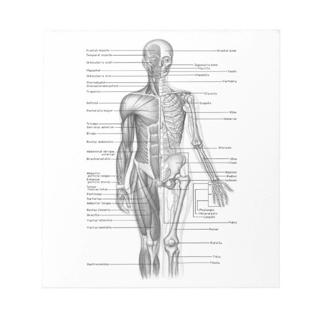 Human Anatomy Chart Notepad (Front)